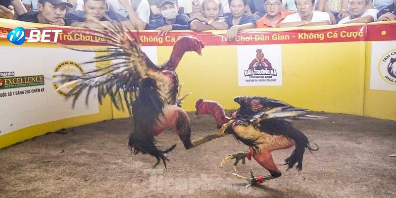 Đá gà tre là giống kê linh hoạt và thể lực dẻo dai