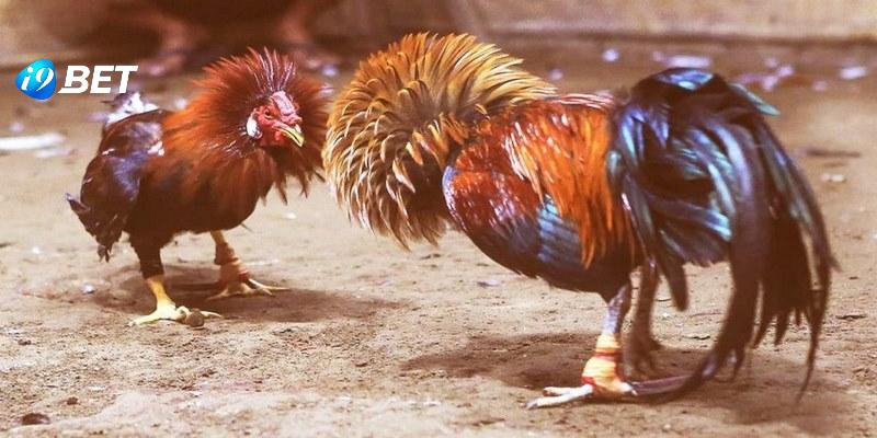 Những hình thức đá gà hiện có ở I9bet